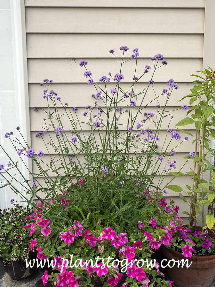 Verbena Buenos Aires  (Verbena bonariensis)
The soiller plant is a pink unknow cultivar of Super Tunia Petunia.